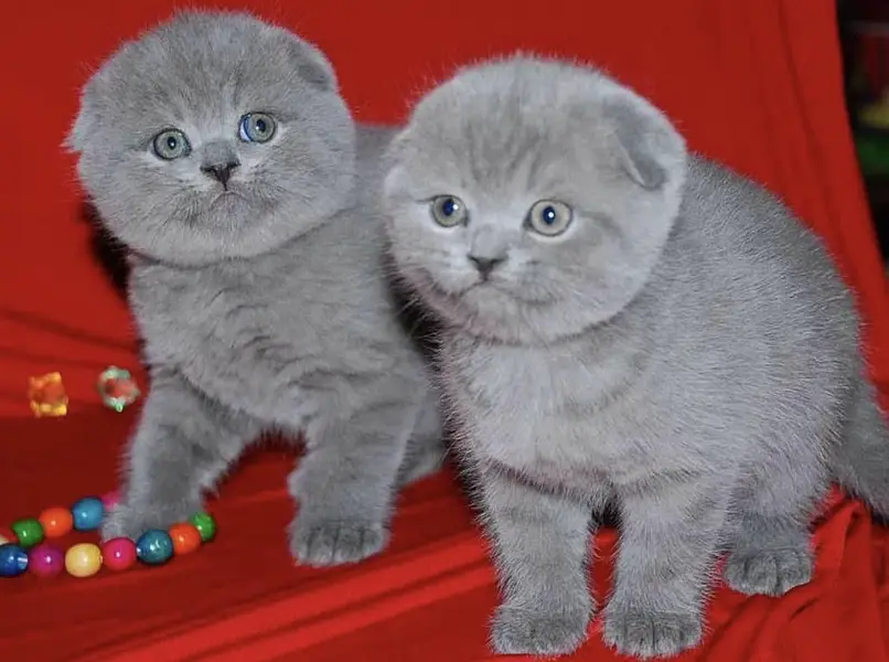Scottish Fold Imported | Premium Quality