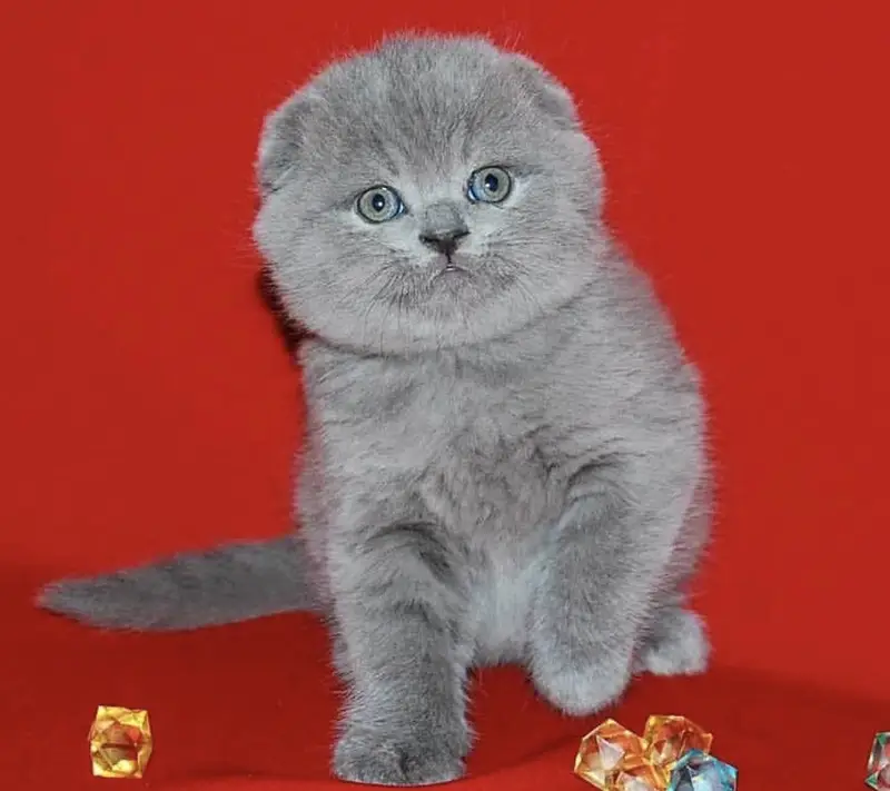 Scottish Fold Imported | Premium Quality — photo 2