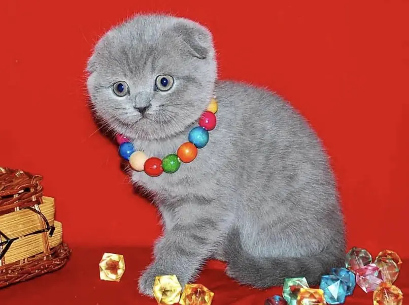 Scottish Fold Imported | Premium Quality — photo 3