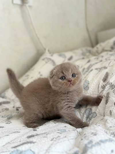 BRITISH SHORTHAIR | SCOTTISH FOLD | MAINE COON | BENGAL IMPORTED CATS
