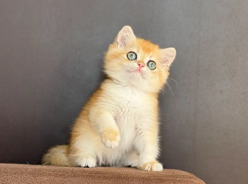 BRITISH SHORTHAIR | SCOTTISH FOLD | MAINE COON | BENGAL IMPORTED CATS — photo 2