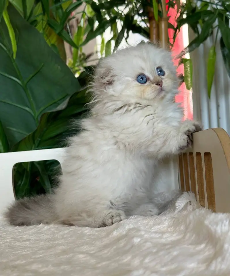 BRITISH SHORTHAIR | SCOTTISH FOLD | MAINE COON | BENGAL IMPORTED CATS — photo 3