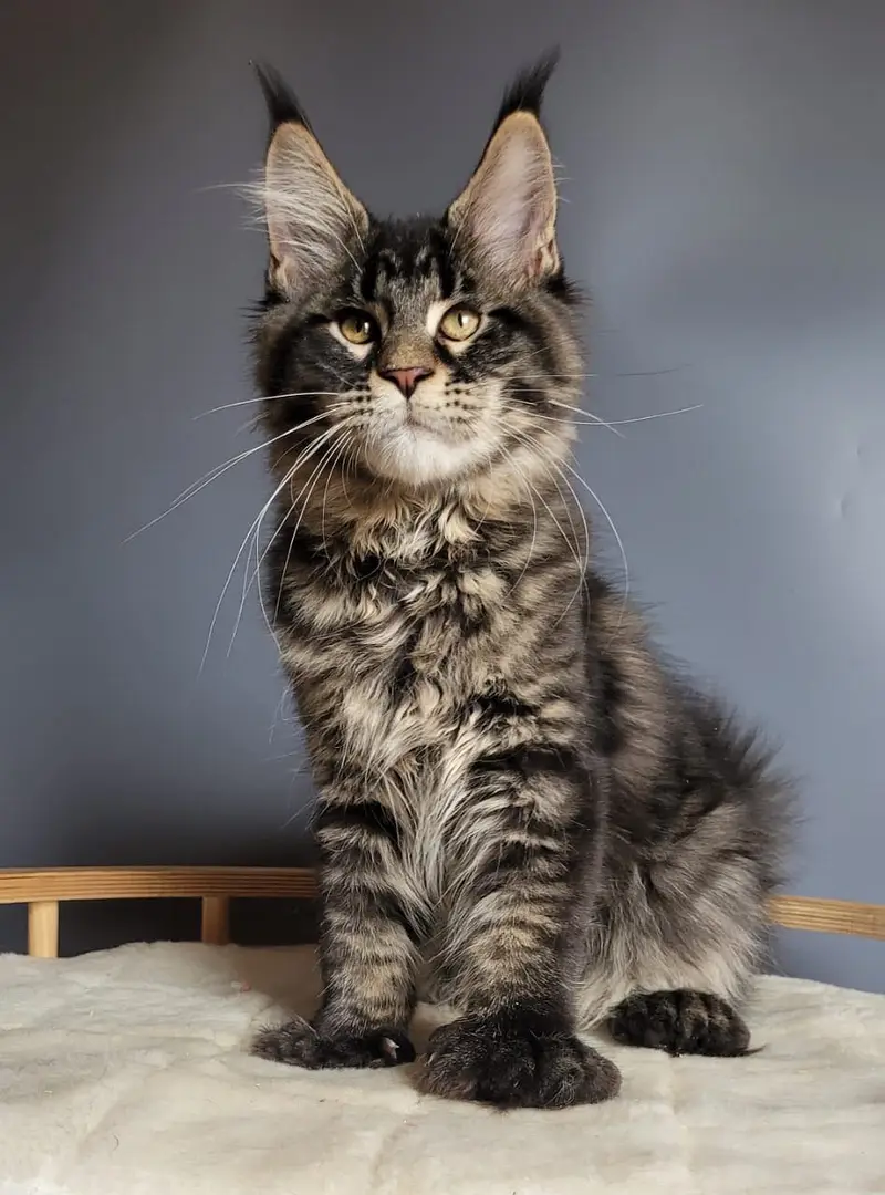 BRITISH SHORTHAIR | SCOTTISH FOLD | MAINE COON | BENGAL IMPORTED CATS — photo 5