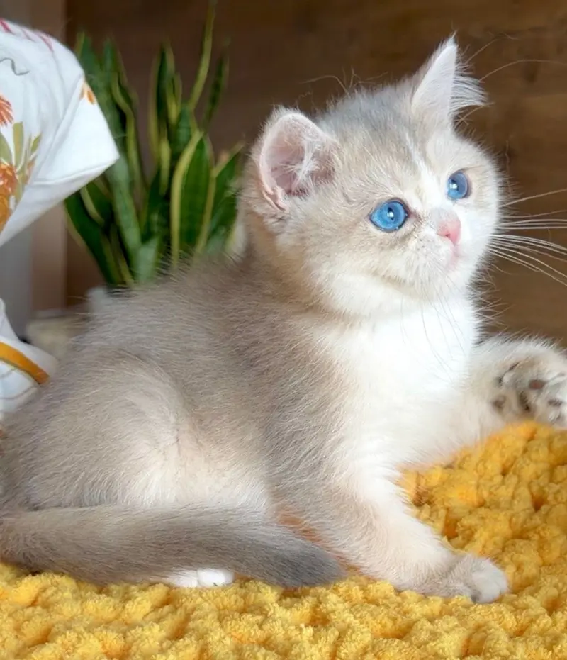 BRITISH SHORTHAIR | SCOTTISH FOLD | MAINE COON | BENGAL IMPORTED CATS — photo 6