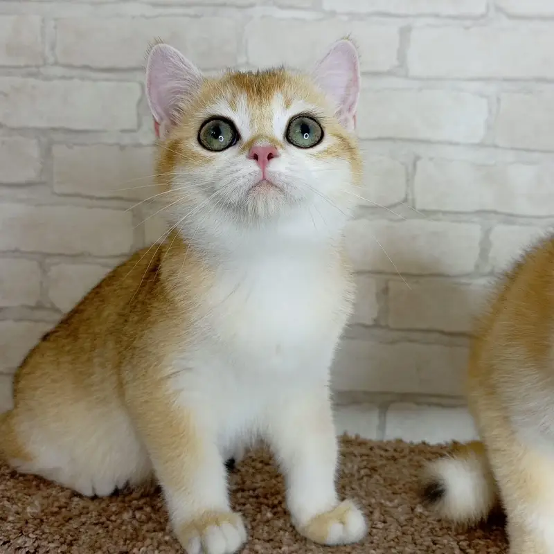 BRITISH SHORTHAIR | SCOTTISH FOLD | MAINE COON | BENGAL IMPORTED CATS — photo 7