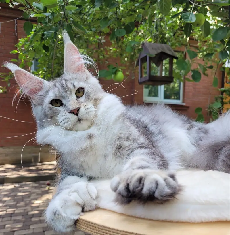 BRITISH SHORTHAIR | SCOTTISH FOLD | MAINE COON | BENGAL IMPORTED CATS — photo 8
