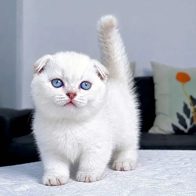 BRITISH SHORTHAIR | SCOTTISH FOLD | MAINE COON | BENGAL IMPORTED CATS — photo 9