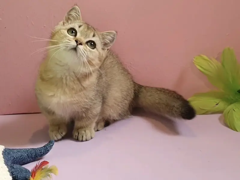 BRITISH SHORTHAIR | SCOTTISH FOLD | MAINE COON | BENGAL IMPORTED CATS — photo 11