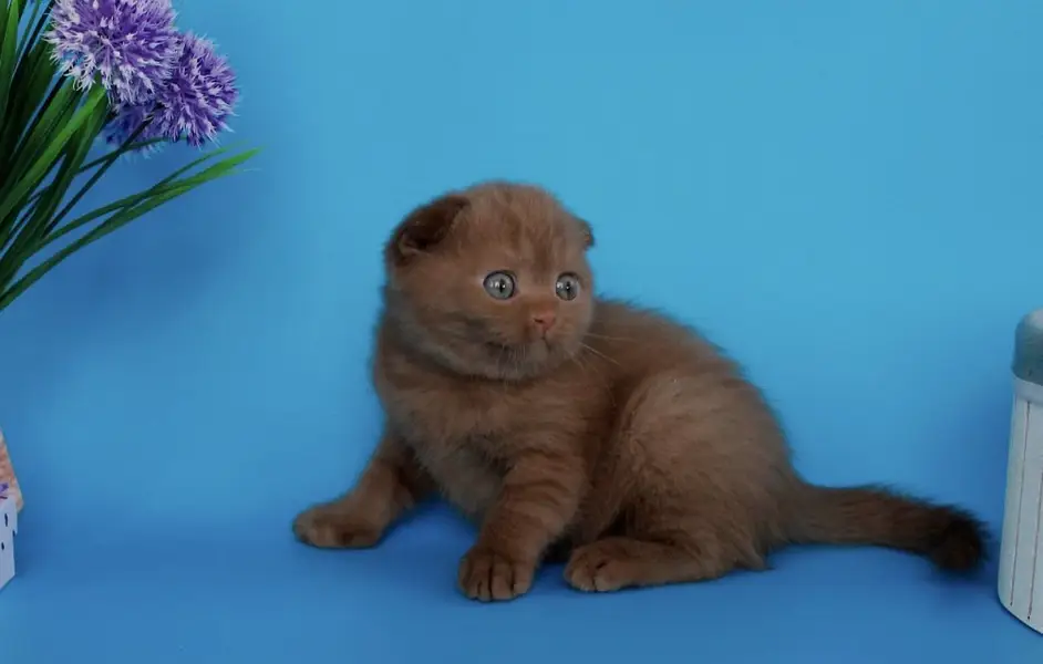 BRITISH SHORTHAIR | SCOTTISH FOLD | MAINE COON | BENGAL IMPORTED CATS — photo 12