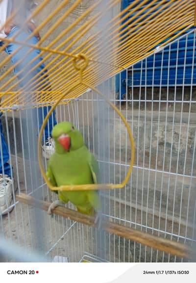 female parrot for sell