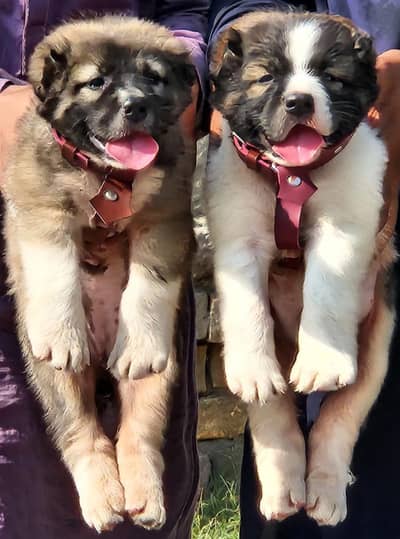 Afghan Koch Securityi dog pair 2 month for sale