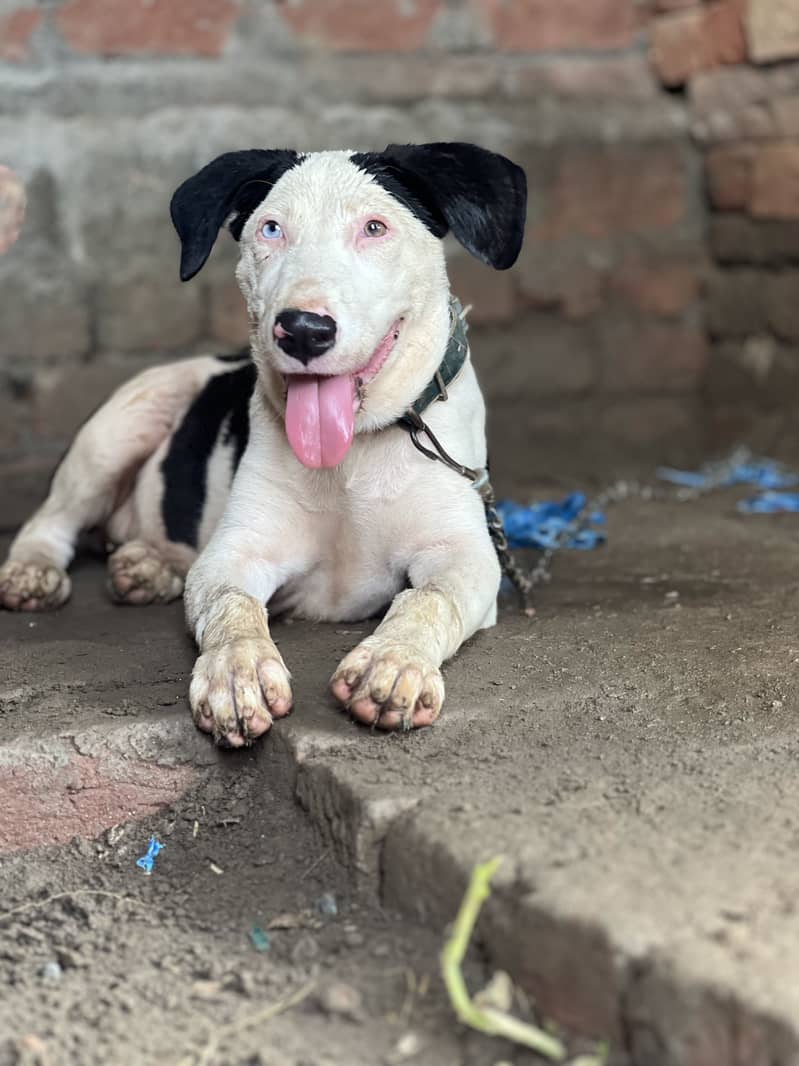 Dogss 2