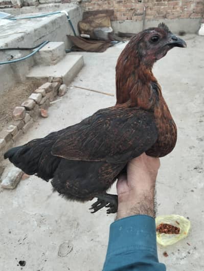 Golden Misri Mix pair