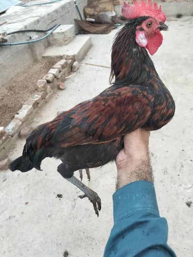 Golden Misri Mix pair