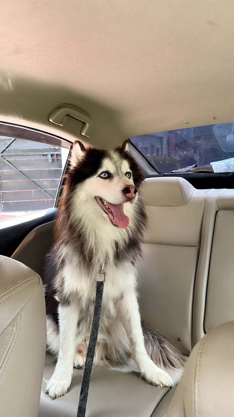 Well trained husky. Washroom trained knows shake hand and sit and is v