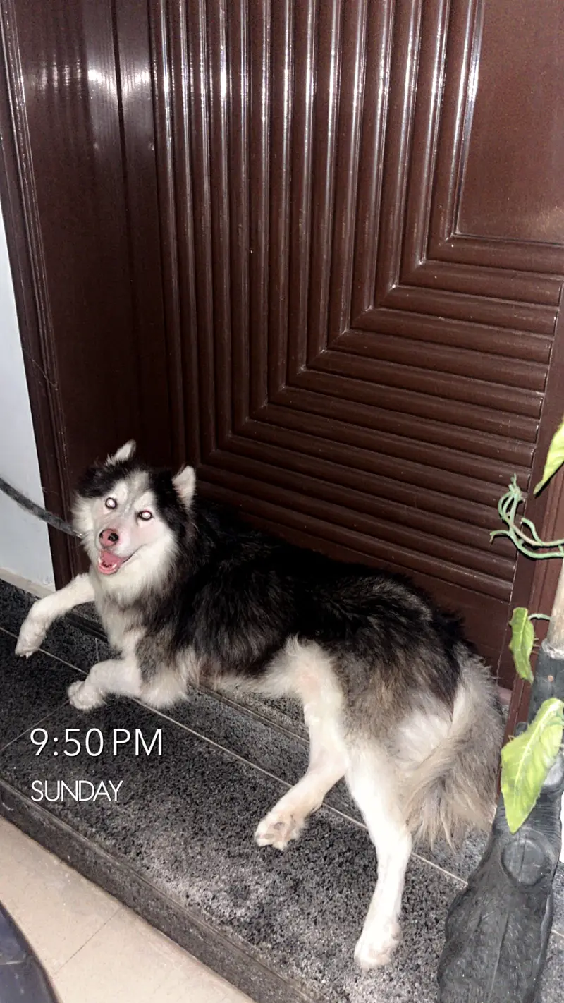 Well trained husky. Washroom trained knows shake hand and sit and is v — photo 2