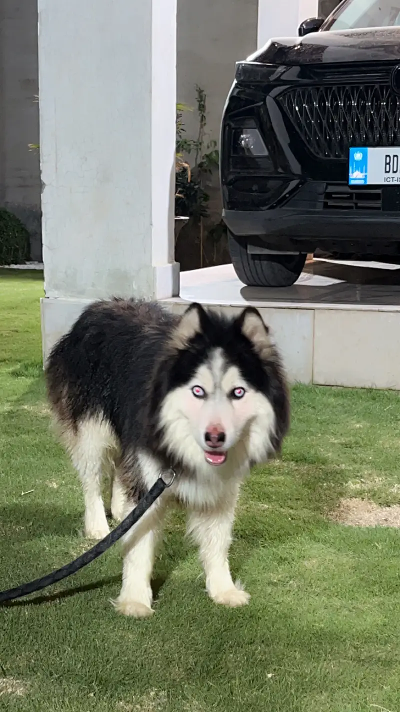 Well trained husky. Washroom trained knows shake hand and sit and is v — photo 3