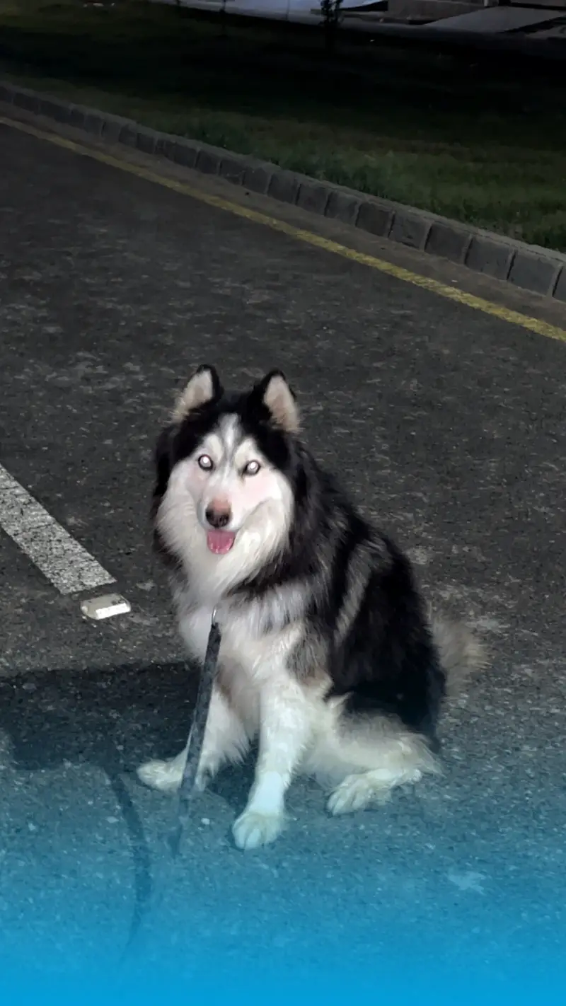 Well trained husky. Washroom trained knows shake hand and sit and is v — photo 4
