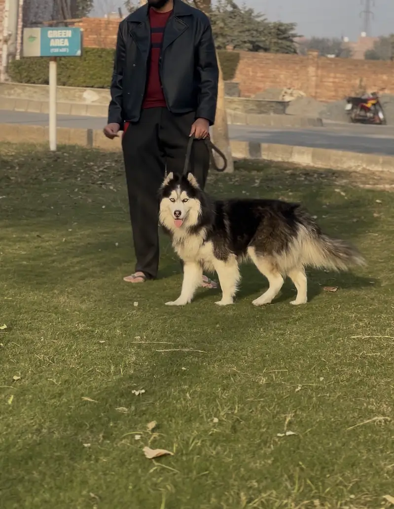 Well trained husky. Washroom trained knows shake hand and sit and is v — photo 5