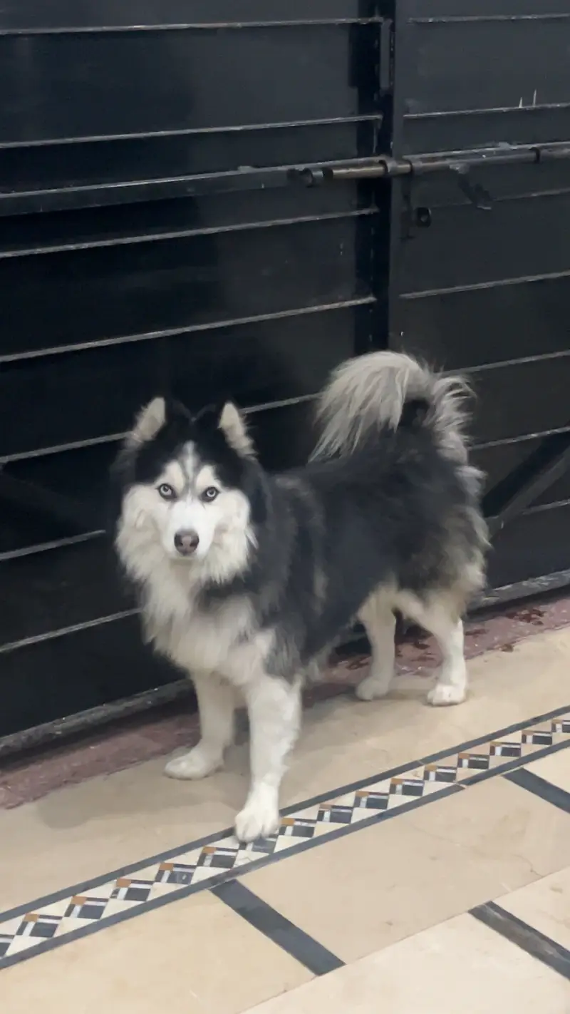 Well trained husky. Washroom trained knows shake hand and sit and is v — photo 6