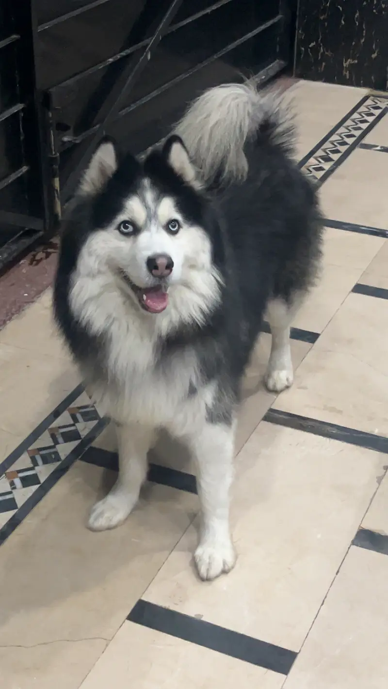 Well trained husky. Washroom trained knows shake hand and sit and is v — photo 7