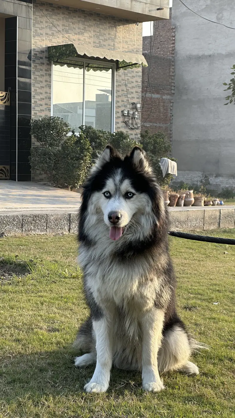 Well trained husky. Washroom trained knows shake hand and sit and is v — photo 8