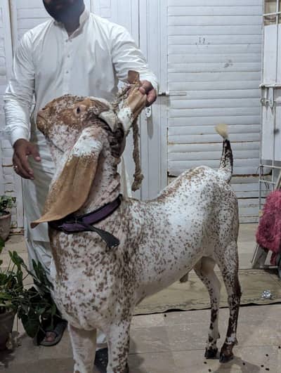 Makha cheeni Pure breeder male