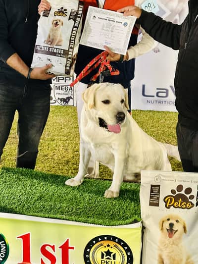 Labour Pedigree Male 3 Year's Multan Champion available For "STUD"