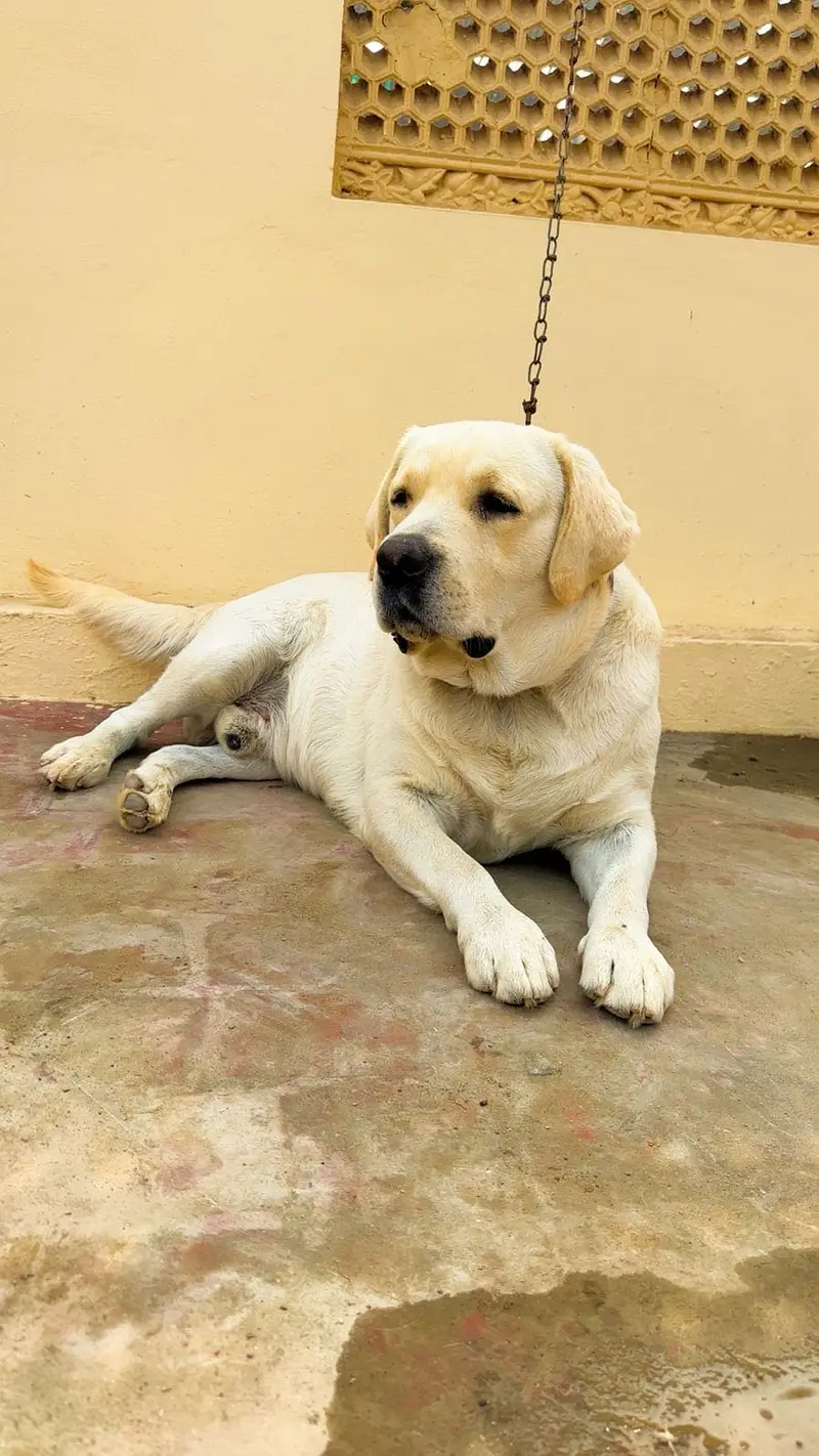 Labour Pedigree Male 3 Year's Multan Champion available For "STUD" — photo 2