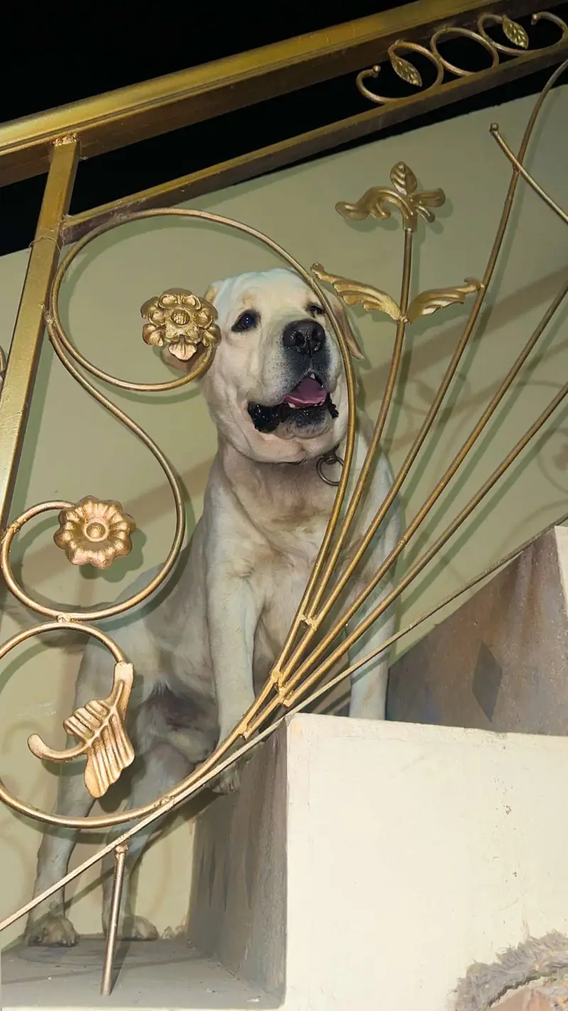 Labour Pedigree Male 3 Year's Multan Champion available For "STUD" — photo 3