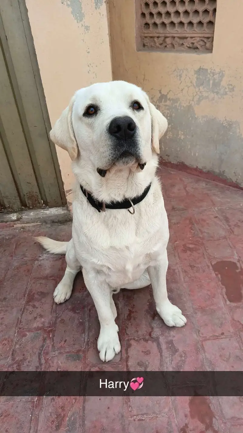 Labour Pedigree Male 3 Year's Multan Champion available For "STUD" — photo 4