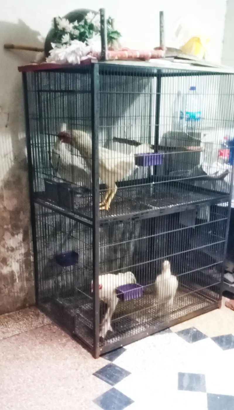 iron bird cage 18000 5.6hight 3.6+2.6+2.6 doble box 301,7104771 cL wts — photo 2