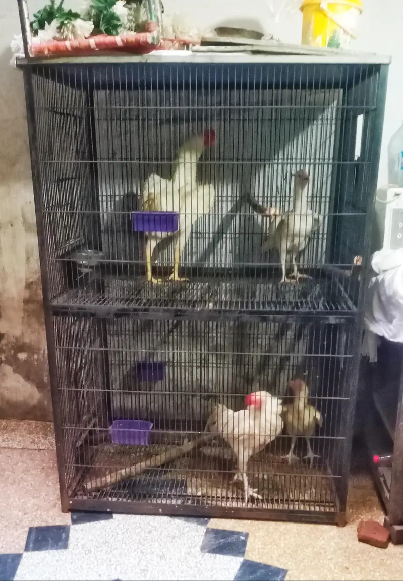 iron bird cage 18000 5.6hight 3.6+2.6+2.6 doble box 301,7104771 cL wts — photo 4