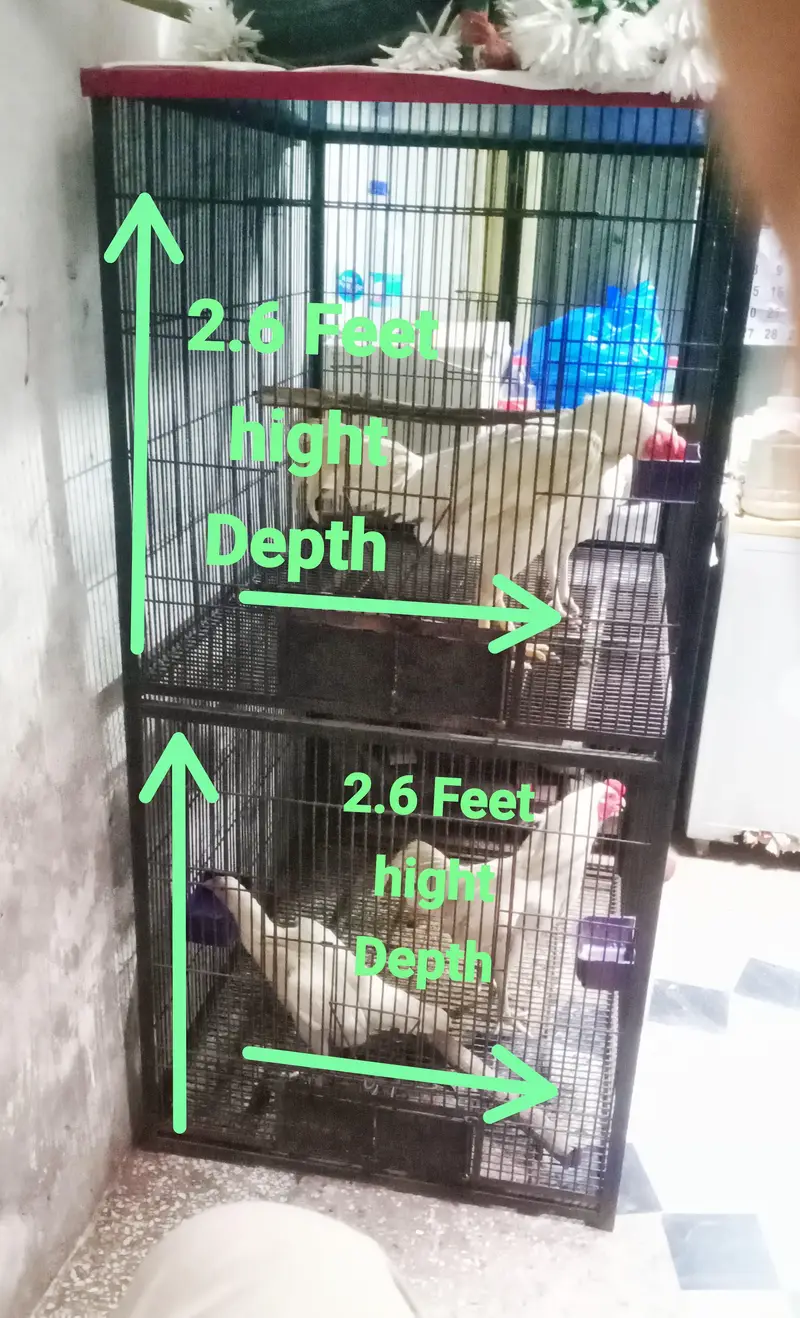 iron bird cage 18000 5.6hight 3.6+2.6+2.6 doble box 301,7104771 cL wts — photo 5