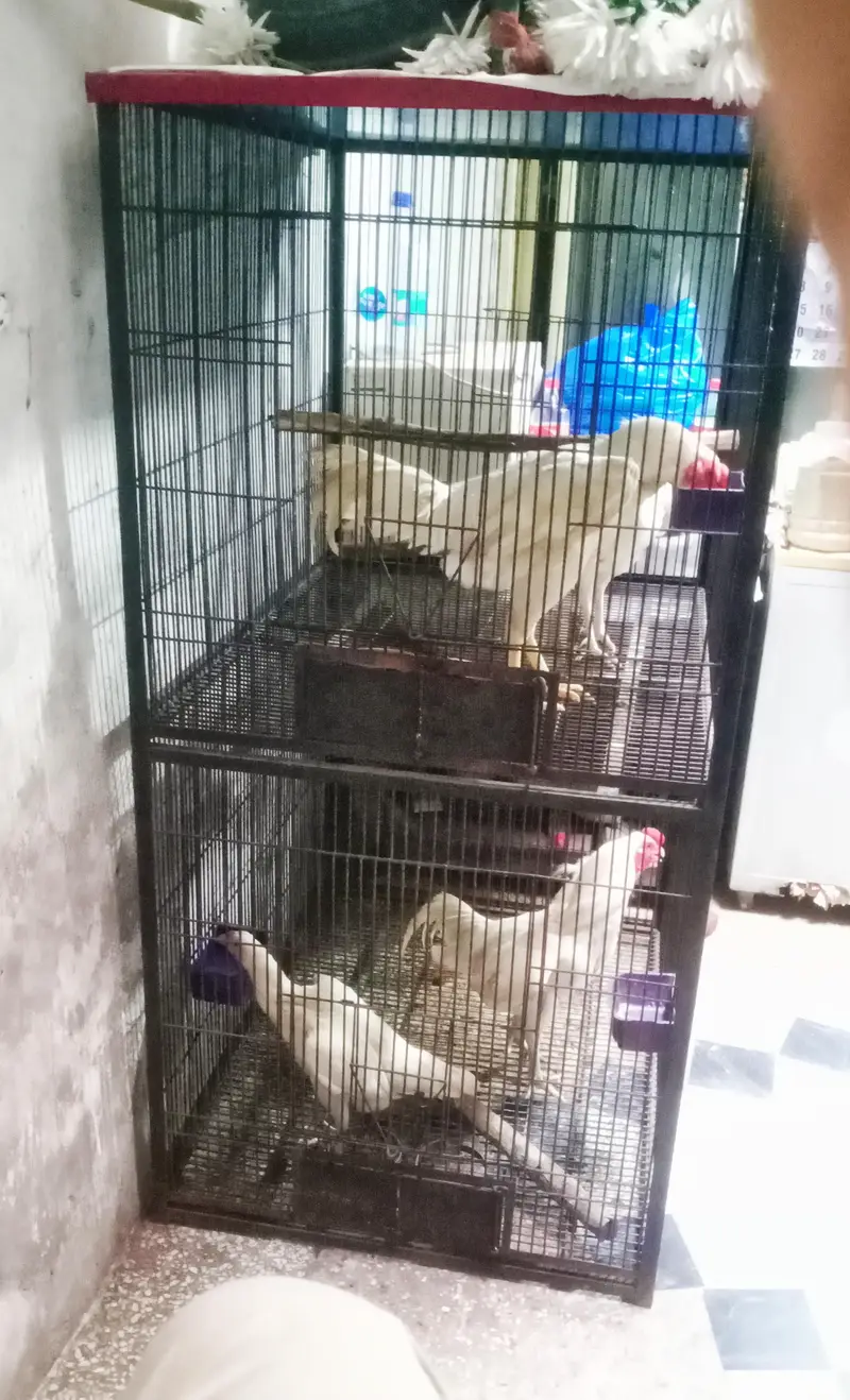 iron bird cage 18000 5.6hight 3.6+2.6+2.6 doble box 301,7104771 cL wts — photo 6