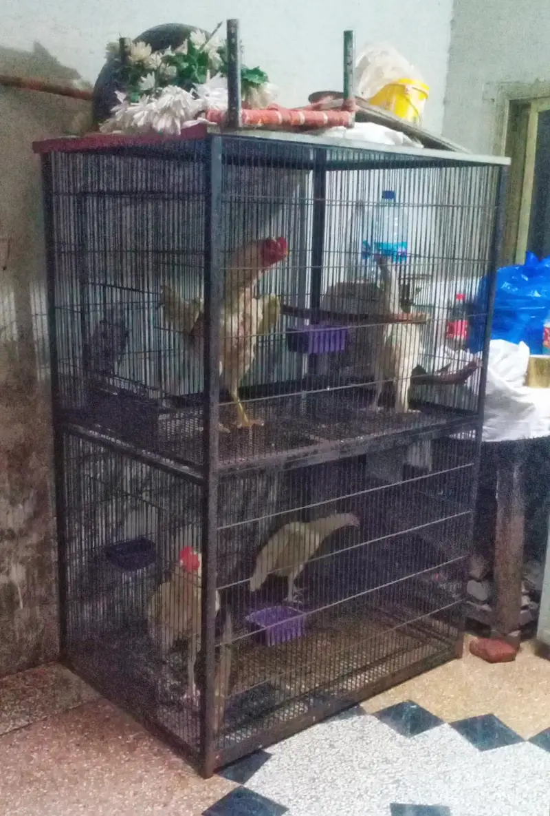 iron bird cage 18000 5.6hight 3.6+2.6+2.6 doble box 301,7104771 cL wts — photo 7
