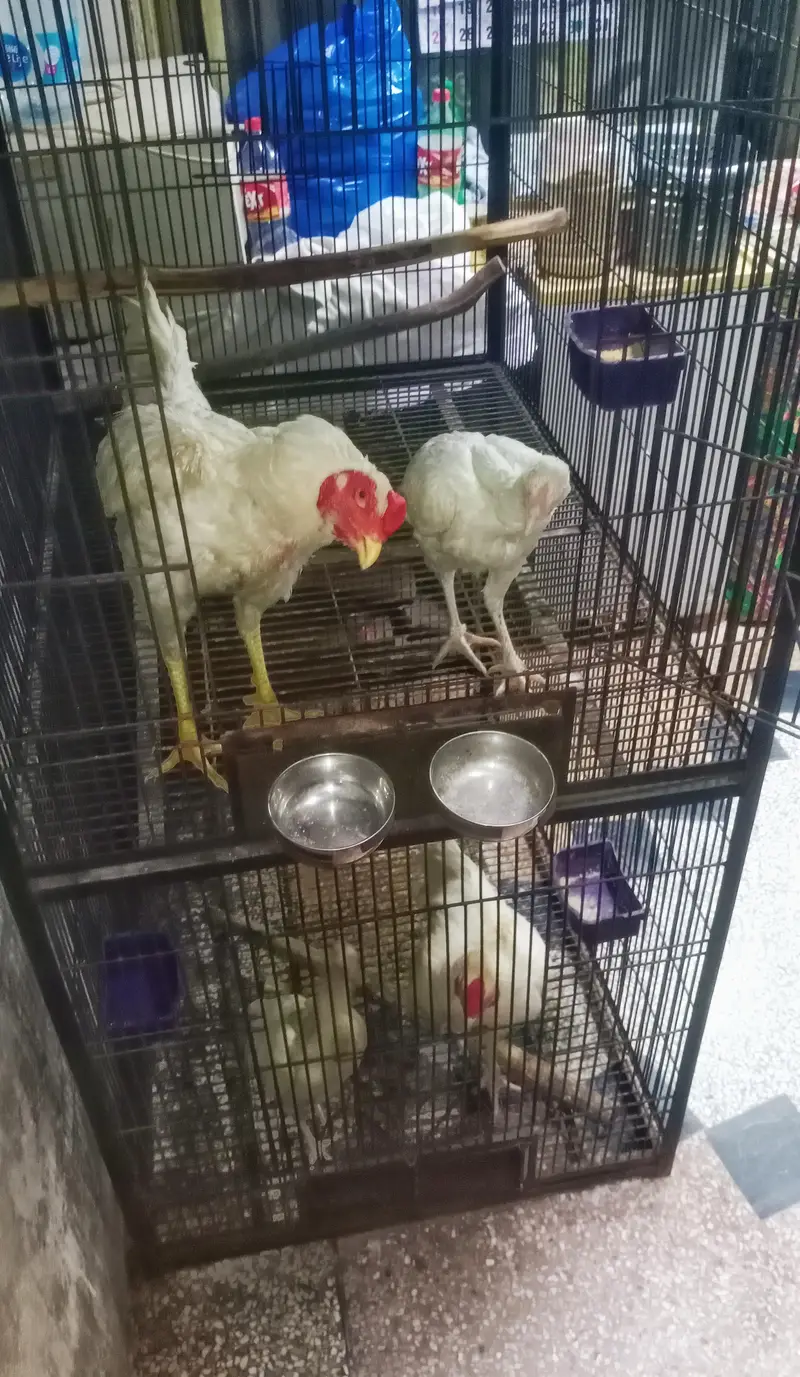 iron bird cage 18000 5.6hight 3.6+2.6+2.6 doble box 301,7104771 cL wts — photo 8