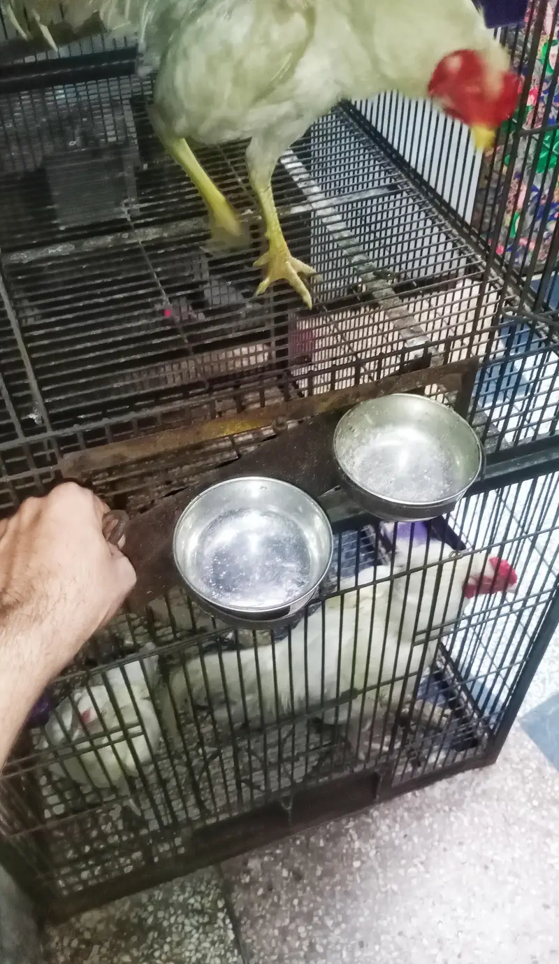 iron bird cage 18000 5.6hight 3.6+2.6+2.6 doble box 301,7104771 cL wts — photo 9