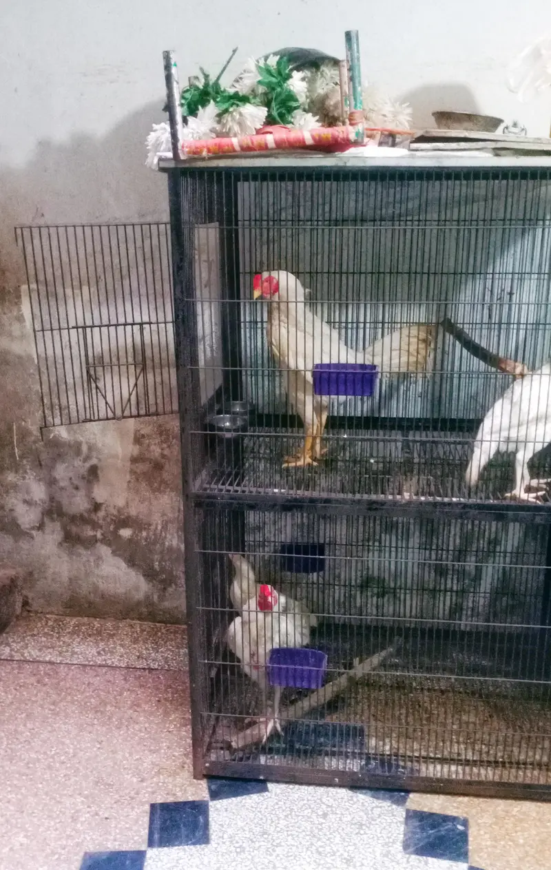 iron bird cage 18000 5.6hight 3.6+2.6+2.6 doble box 301,7104771 cL wts — photo 10