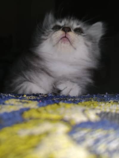 Healthy Male & Female Kittens for Sale | Self-Feeding | Karachi