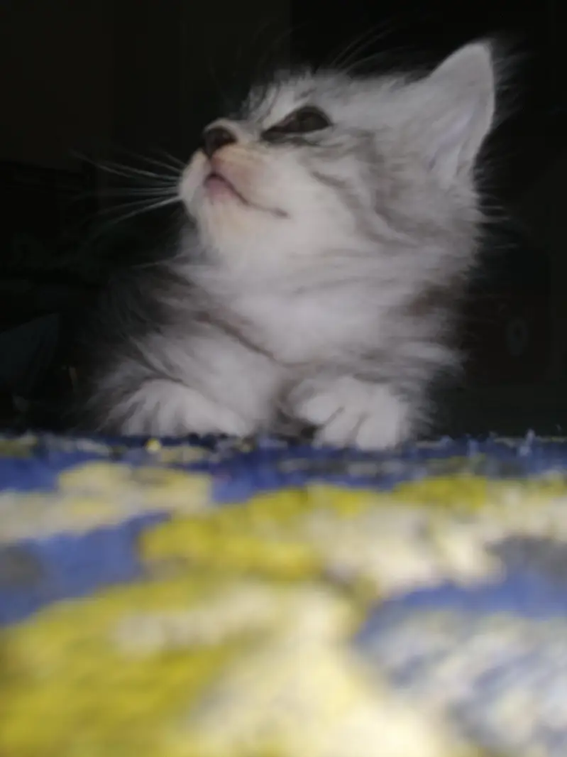 Healthy Male & Female Kittens for Sale | Self-Feeding | Karachi — photo 2