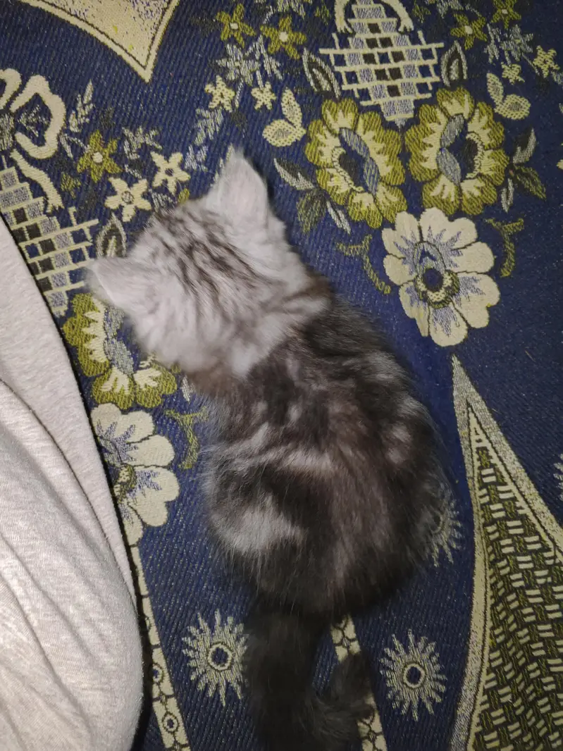 Healthy Male & Female Kittens for Sale | Self-Feeding | Karachi — photo 4