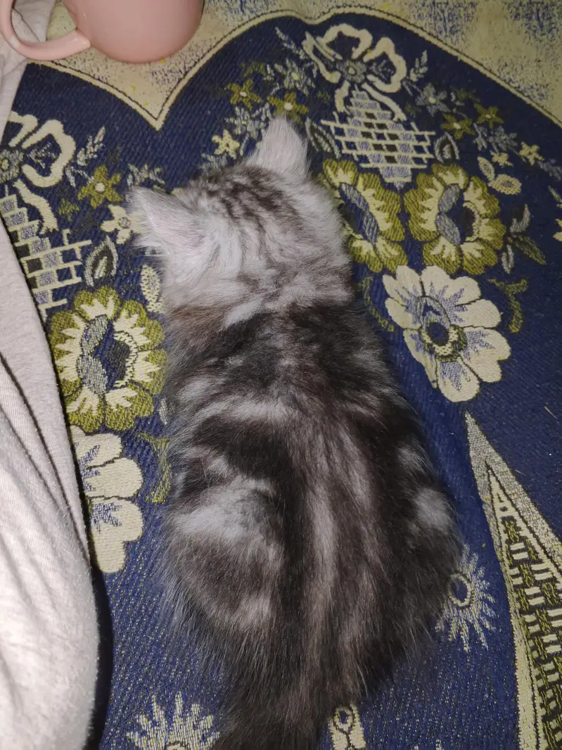 Healthy Male & Female Kittens for Sale | Self-Feeding | Karachi — photo 5
