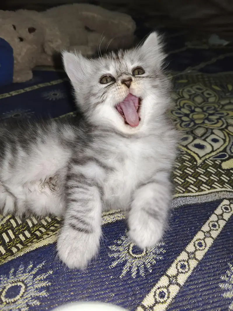 Healthy Male & Female Kittens for Sale | Self-Feeding | Karachi — photo 6