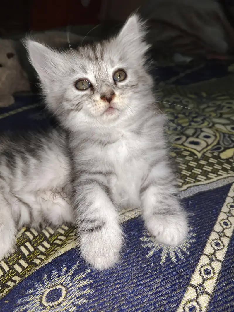 Healthy Male & Female Kittens for Sale | Self-Feeding | Karachi — photo 7