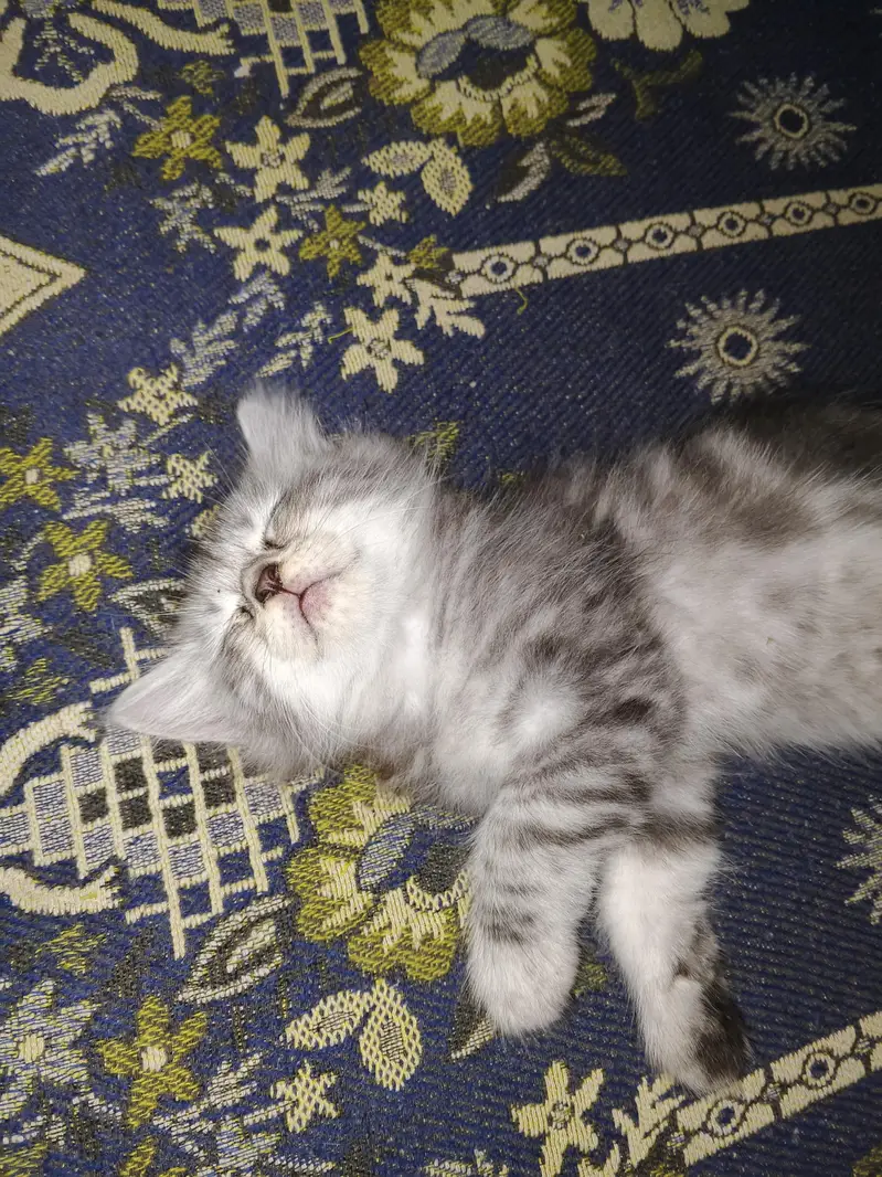 Healthy Male & Female Kittens for Sale | Self-Feeding | Karachi — photo 8