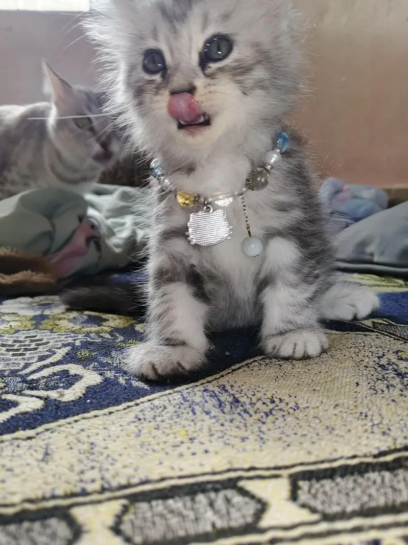 Healthy Male & Female Kittens for Sale | Self-Feeding | Karachi — photo 9