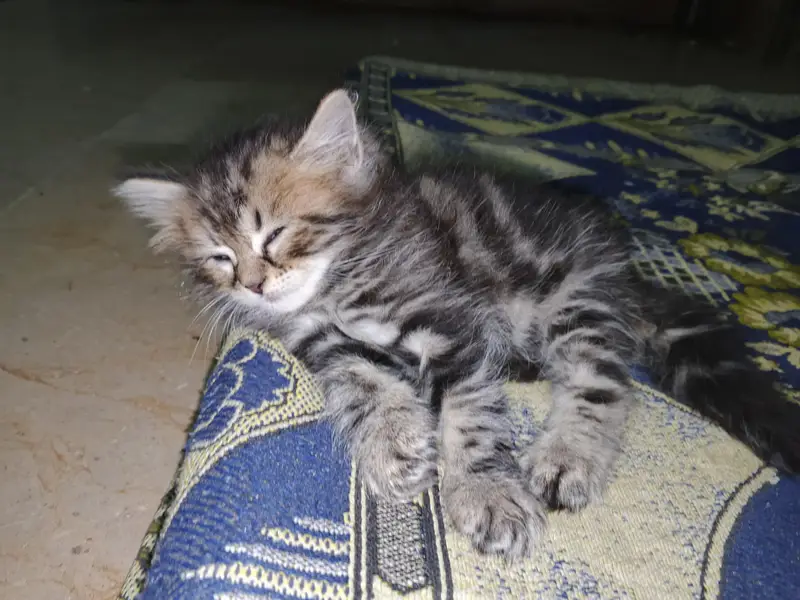 Healthy Male & Female Kittens for Sale | Self-Feeding | Karachi — photo 12