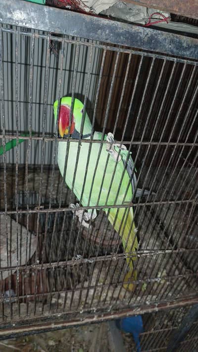Alexandrine kashmiri Raw Male