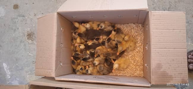 duck check available location Lahore